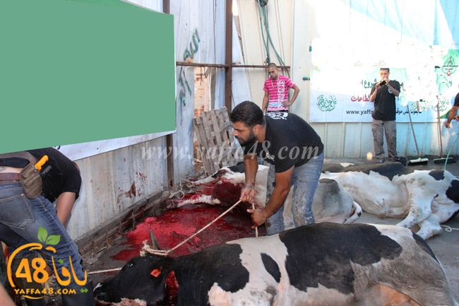 ada7y mashrot3 (9).JPG